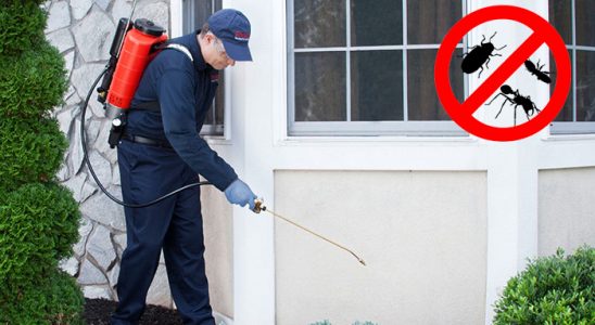 Dalaman Fare İlaçlama böcek ilaçlama ve haşere kontrolü — ilaclama-tr.com